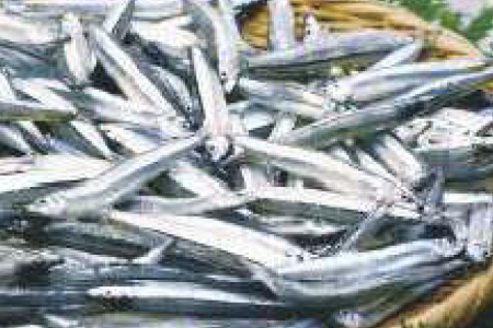 6次産業化商品カテゴリ　魚介類