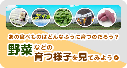 野菜などの育つ様子を見てみよう！