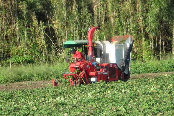 さつまいも茎葉収穫機