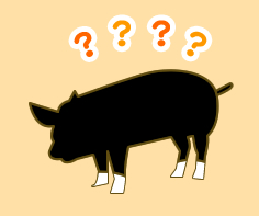 全国的にも人気の黒豚!六白黒豚のクイズです!