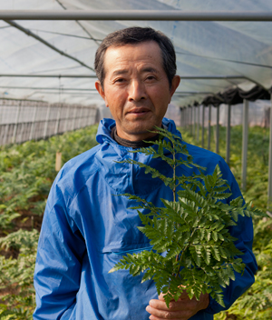 レザーリーフファン(種子島)生産者