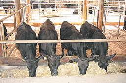 肉用牛の飼育の様子