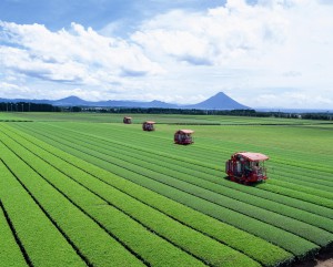 菊永の茶畑（縮小版）