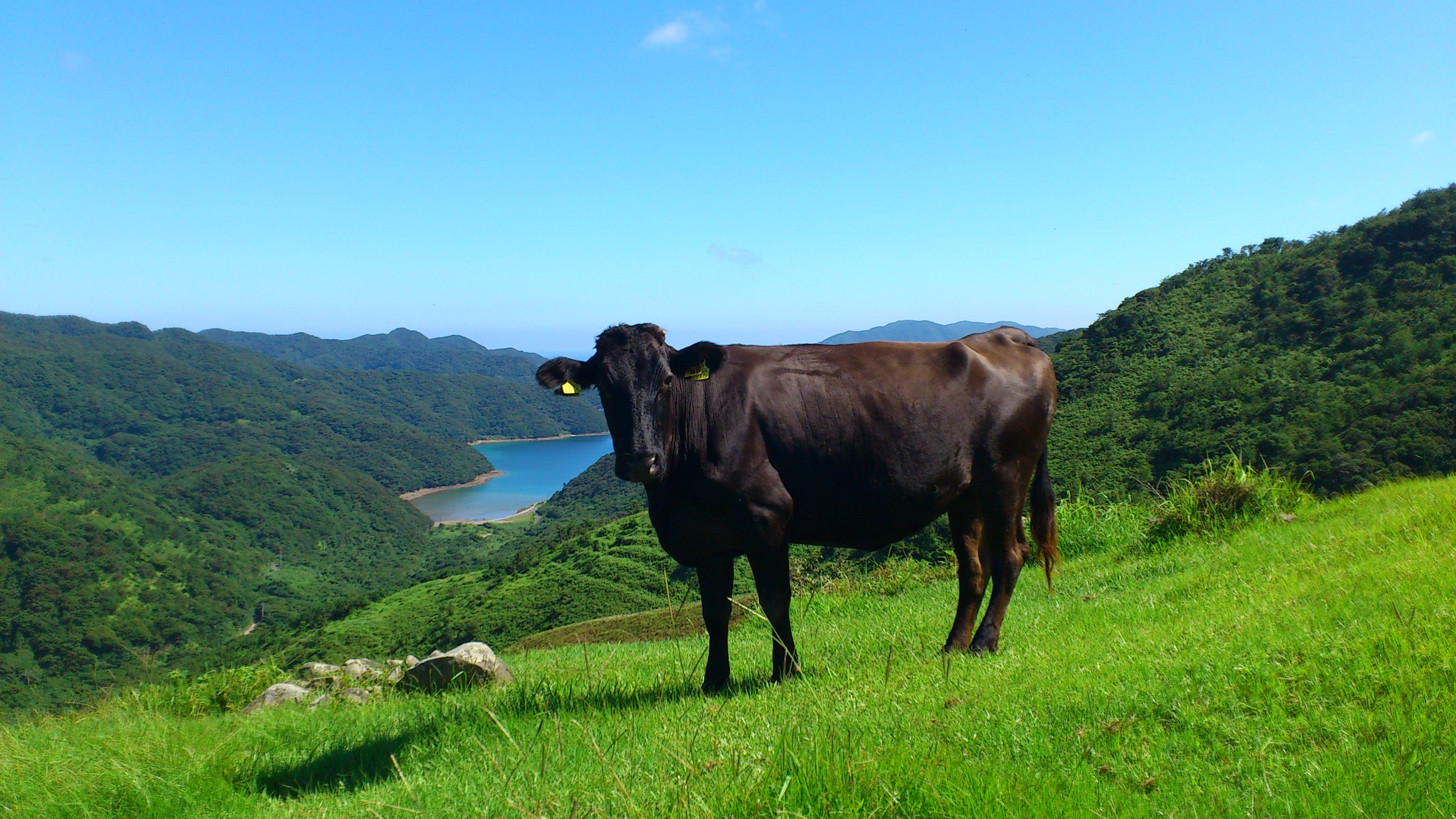 鹿児島黒牛　