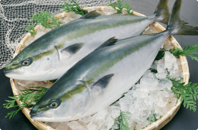 鰤魚 鹿兒島 日本