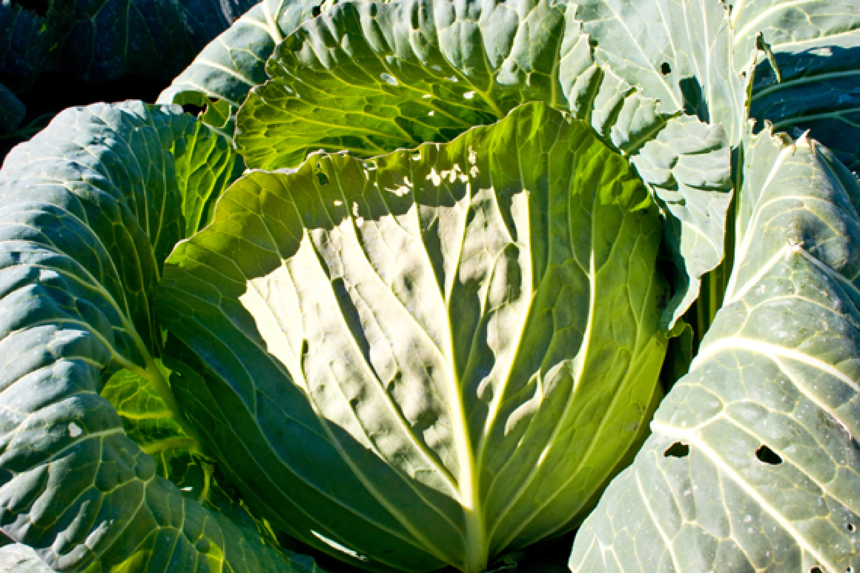 Cabbage Tasty KAGOSHIMA JAPAN