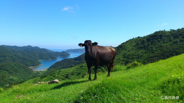 鹿児島黒牛