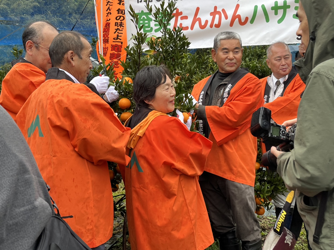 かごしまの食】【大島】令和6年度産奄美たんかんハサミ入れ式が開催