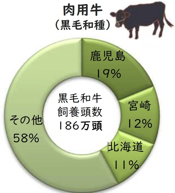 肉用牛(黒毛和種)